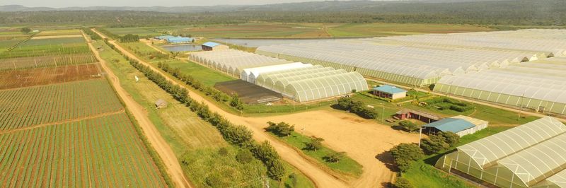 AAA Growers Limited - supplier and manufacturer from 케냐