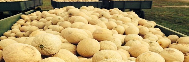 Farm-Wey Produce, Inc - supplier and manufacturer from United States