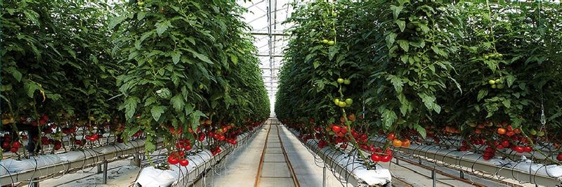 Agrobay Seracilik - supplier and manufacturer from 튀르키예