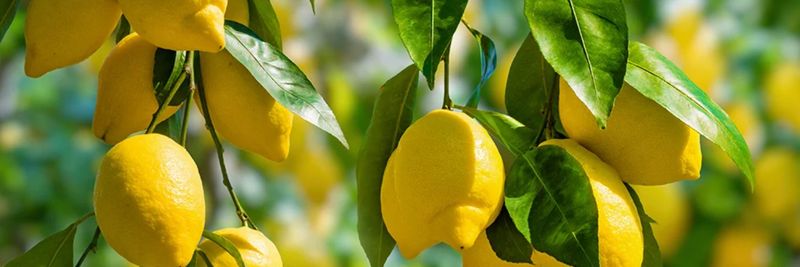 Fruca Marketing - supplier and manufacturer from Spain