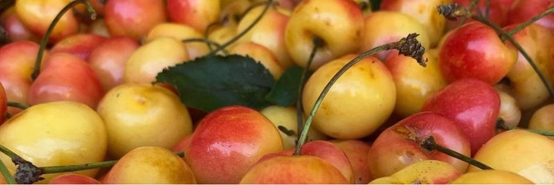 Home Grown Cellars - supplier and manufacturer from 미국