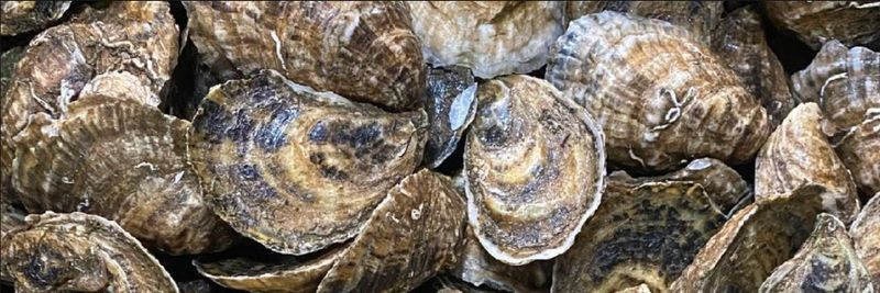 Wellfleet Shellfish Company - supplier and manufacturer from United States