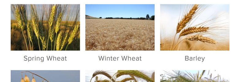 AGF Seeds - supplier and manufacturer from 호주