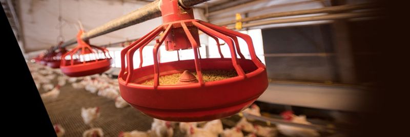 Dindings Poultry - supplier and manufacturer from 말레이시아