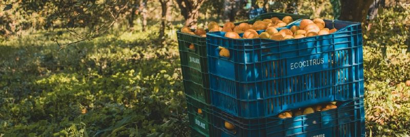 Ecocitrus - supplier and manufacturer from 브라질