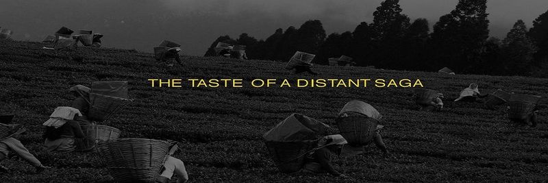 TEMI TEA ESTATE, GOVERNMENT OF SIKKIM - supplier and manufacturer from 인도