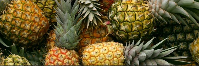 Top Harvest - supplier and manufacturer from 벨기에