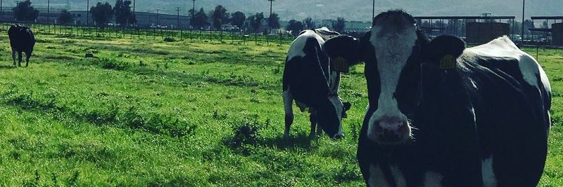 DI STEFANO CHEESE CO - supplier and manufacturer from 미국