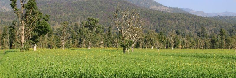 ORGANIC MOUNTAIN FLAVOR PVT. LTD (OMF) - supplier and manufacturer from Nepal