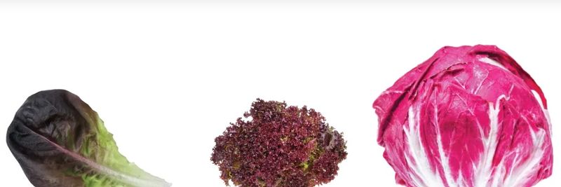 Agrial Fresh Produce Ltd - supplier and manufacturer from United Kingdom