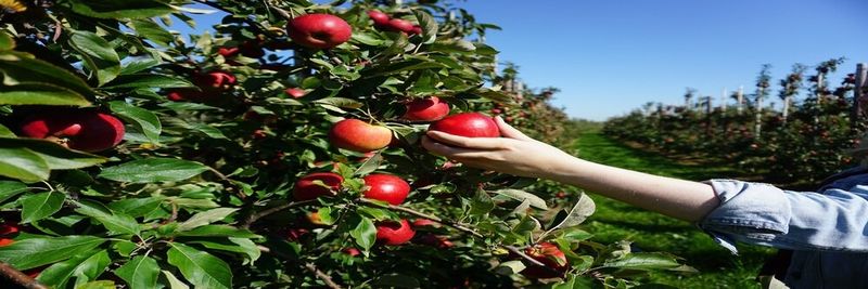 Elbe-Obst Vertriebsgesellschaft mbH - supplier and manufacturer from Germany