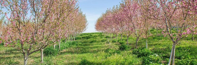 Weeks Berries of Paradise, Inc. - supplier and manufacturer from 미국