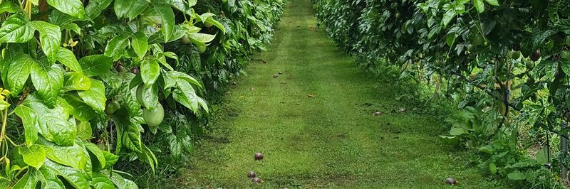 Passionfruit Growers Association - supplier and manufacturer from 뉴질랜드