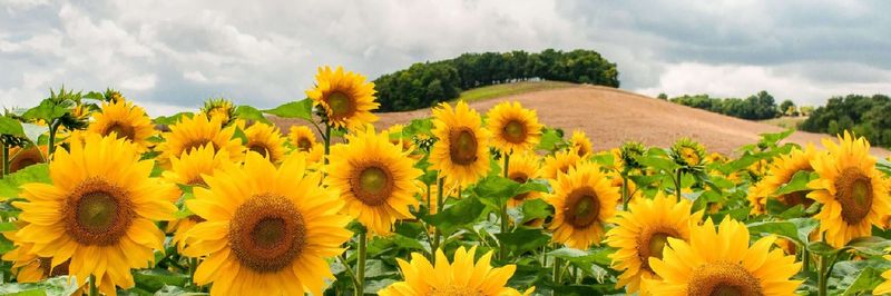 Agroimpex - supplier and manufacturer from 불가리아