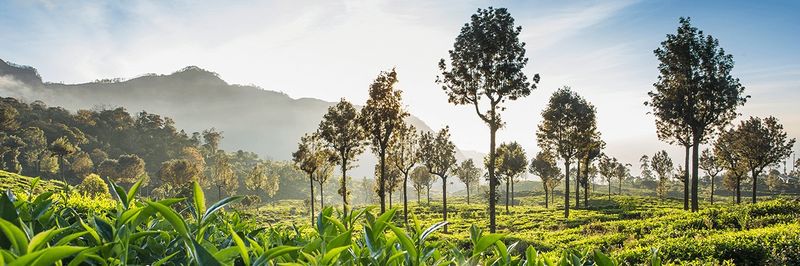 Ceylon Tea Marketing - supplier and manufacturer from 스리랑카