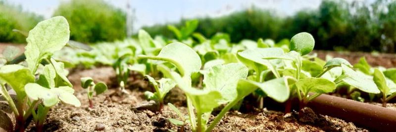 Le-Mishmeret Farm - supplier and manufacturer from Israel