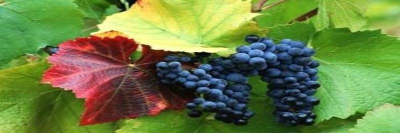 Alifar Agroimpeks - supplier and manufacturer from 우즈베키스탄