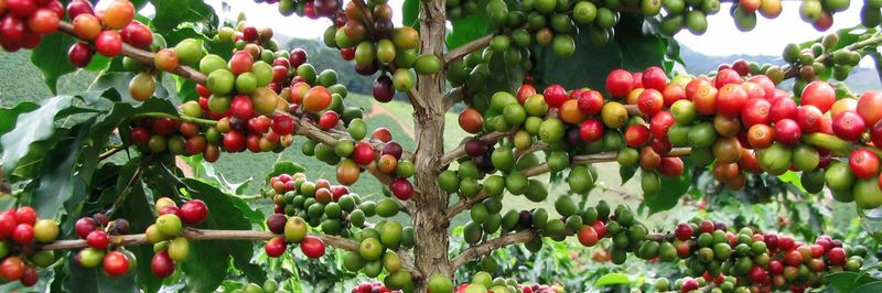 Cent. De Cooperat. Agr. Cafet. Valles Sandia Ltda- Cecovasa Ltda - supplier and manufacturer from Peru