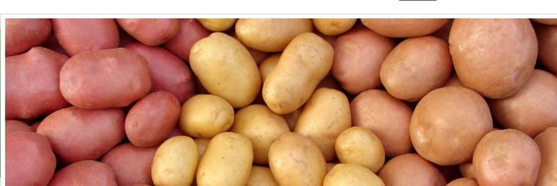 Bruwier Potatoes - supplier and manufacturer from Belgium