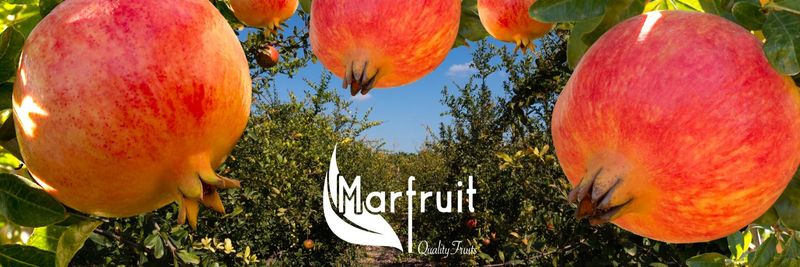 MARFRUIT - supplier and manufacturer from 스페인
