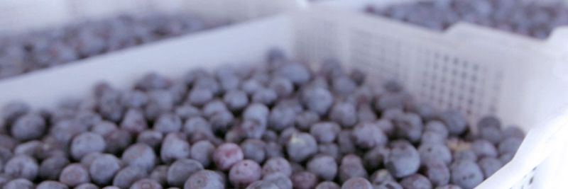 Frutera San Fernando S.A. - supplier and manufacturer from Chile