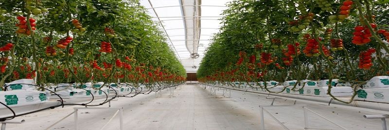 Agrico Agriculture Developement - supplier and manufacturer from Qatar