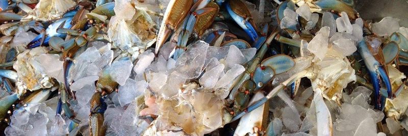 Seafood Connections of Central Florida, LLC - supplier and manufacturer from 미국