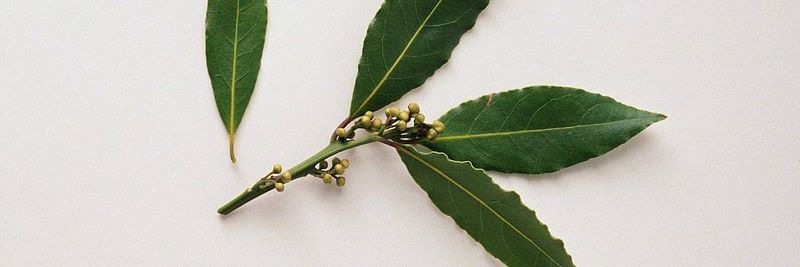 KOUKAKIS, P., & CO. EE THINKGREEN NATURAL GOODS - supplier and manufacturer from 그리스