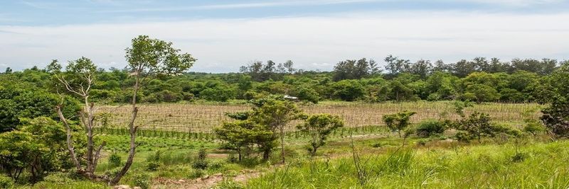 Cerana Farms, Inc. - supplier and manufacturer from 필리핀