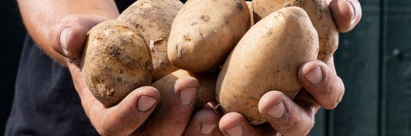 Vangendt Aardappelen - supplier and manufacturer from 네덜란드
