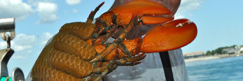 East Point Lobster Co., LLC - supplier and manufacturer from United States