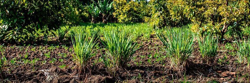 GreenPath Food - supplier and manufacturer from Ethiopia