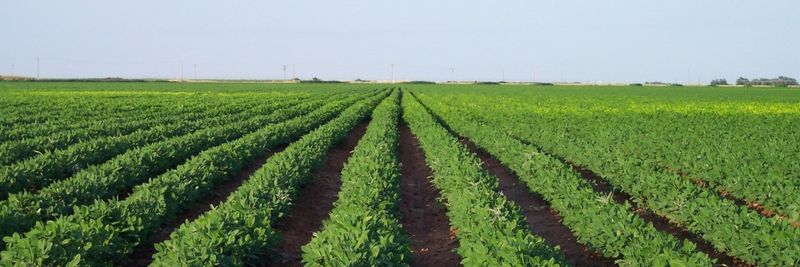 JAMES WEDEL FARMS - supplier and manufacturer from 미국
