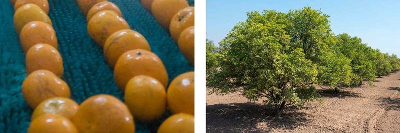 Leo Fruits - supplier and manufacturer from 파키스탄