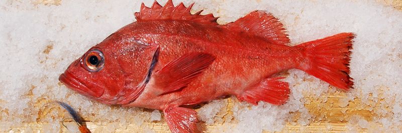 M.F.M. Seafood - Monterey Fish Market - supplier and manufacturer from 미국