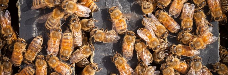 Egmont Honey Ltd. - supplier and manufacturer from 뉴질랜드