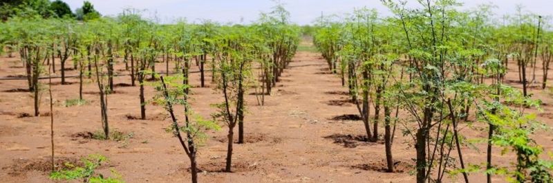 PT. Moringa Indonesia Fangardana - supplier and manufacturer from 인도네시아