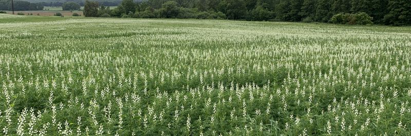 Prolupin GmbH - supplier and manufacturer from 독일