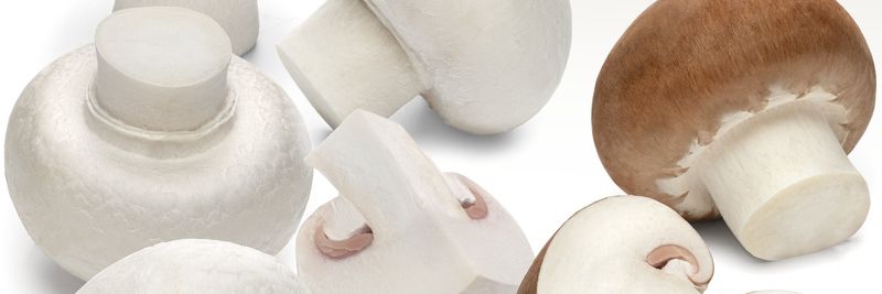 Herchamp - supplier and manufacturer from Spain