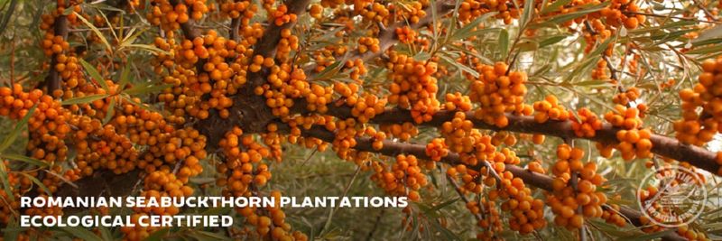 Bio Catina Cooperativa Agricola - supplier and manufacturer from Romania
