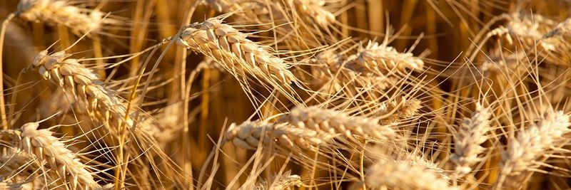 Fischer Mill AG - supplier and manufacturer from 스위스
