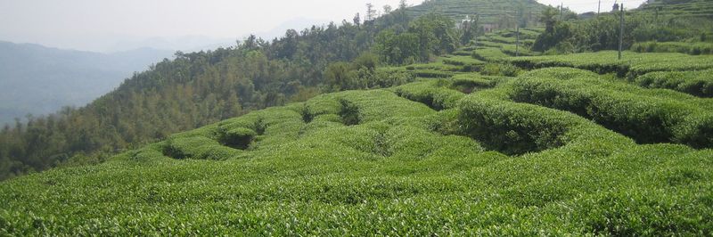 FUJIAN PROVINCE GUANGFU TEA CO.,LTD - supplier and manufacturer from 중국