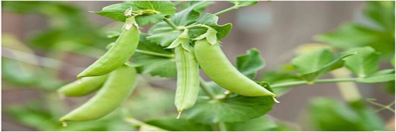 Kranian Farms - supplier and manufacturer from Kenya