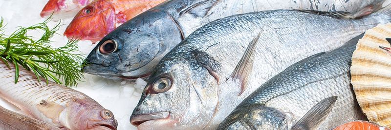 Imren Marmara Aquaculture - supplier and manufacturer from 튀르키예