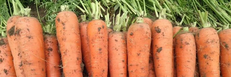 Shouguang Peiling Vegetable & Food Co. Ltd - supplier and manufacturer from 중국