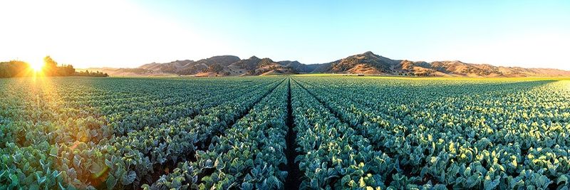 Bonipak Produce Co - Bonita Packing Co - supplier and manufacturer from 미국