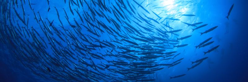 Kamada Fisheries Co., Ltd. - supplier and manufacturer from Japan