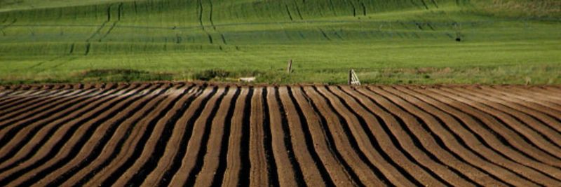 Wong Potatoes Inc. - supplier and manufacturer from 미국