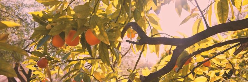 TROPICANA PRODUCTS, INC. - supplier and manufacturer from 미국