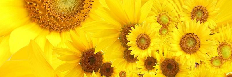 Omani Vegetable Oils & Derivatives Co. - supplier and manufacturer from Oman
